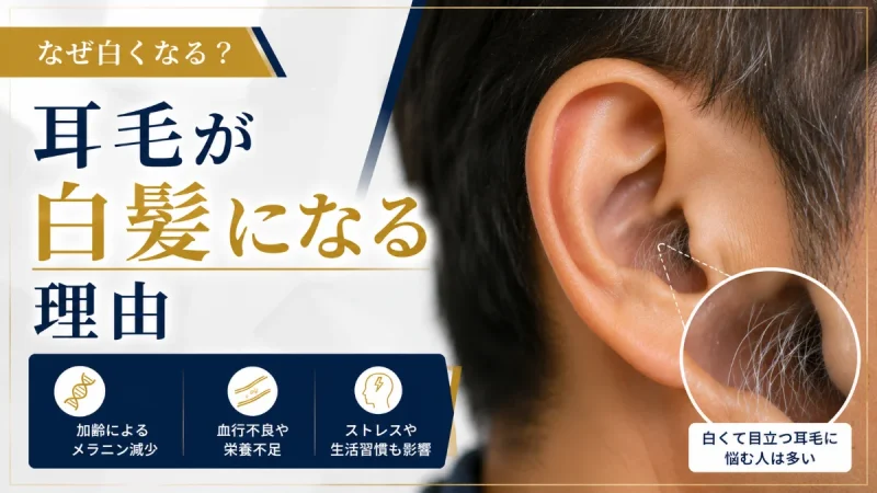 耳毛 白髪 なぜ